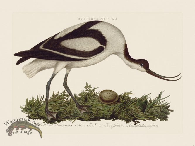 (image for) Nozeman Bird 063