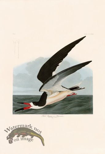 (image for) 323 Black Skimmer