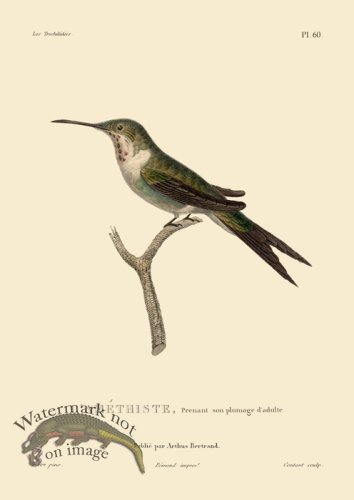 (image for) Humming Bird 60