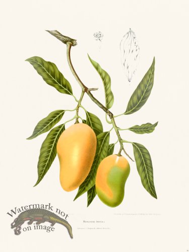 (image for) Horticulture of Java 30