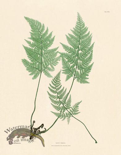 (image for) Bradbury Fern 24