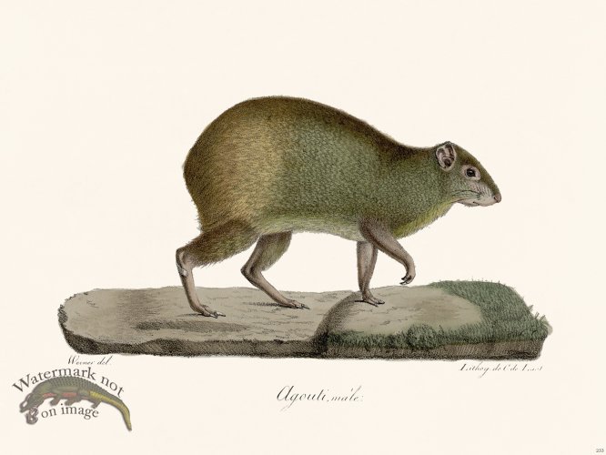 (image for) Cuvier 233 Male Agouti