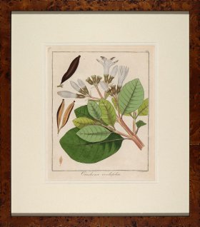 Hayne's Botanical in Burl 17