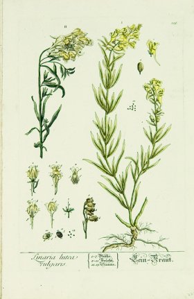 Blackwell German 207