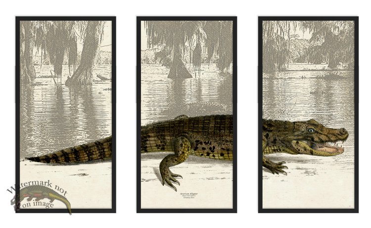 American Alligator Triptych