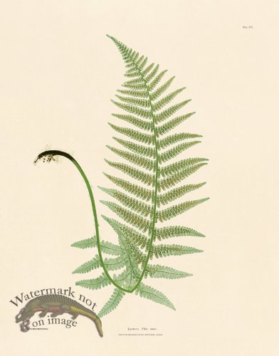 (image for) Bradbury Fern 14