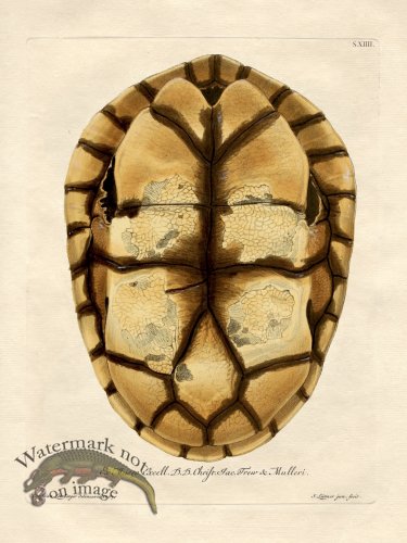 Trew Turtle Shell 14