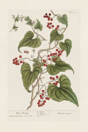 BEE 457 Black Briony