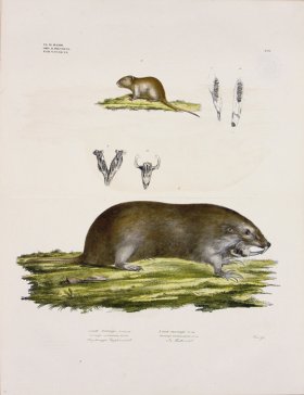 (image for) Goldfuss Spiny Mouse and Mouse