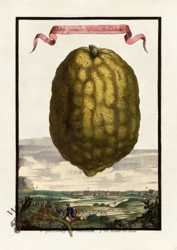 (image for) Volckamer 047