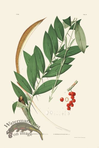 (image for) Rodrigues Palm Front 006