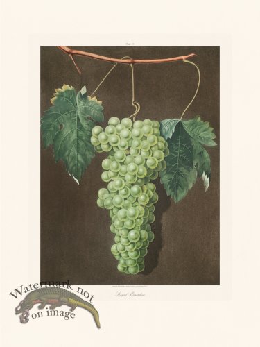 (image for) Brookshaw Fruit 19