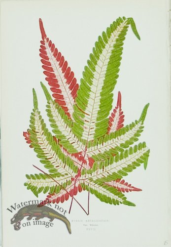 (image for) Lowes Leaves 02