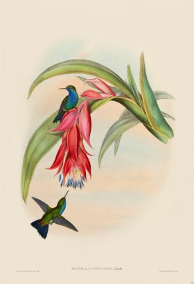 Gould Hummingbird 334