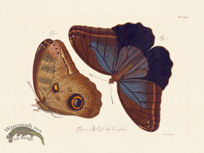 (image for) Jablonsky Butterfly 029