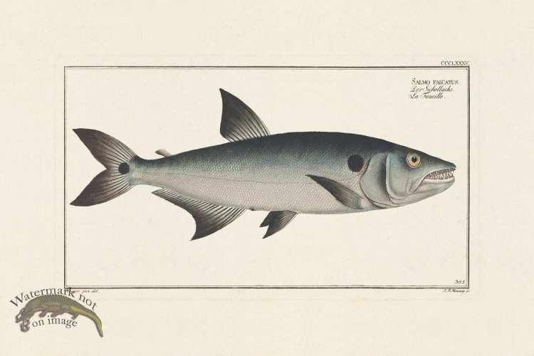 (image for) BLOCH FISH 387