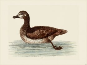 Edwards 157 little Brown and white Buck