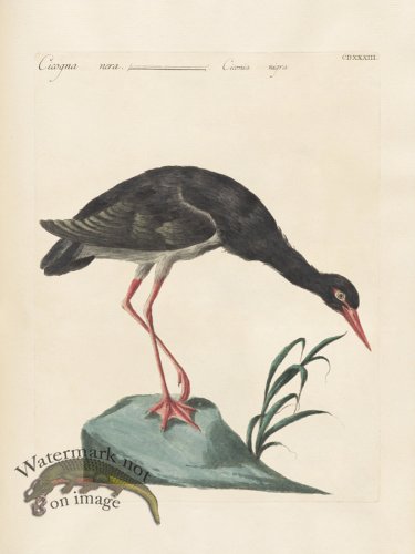 (image for) Manetti 433