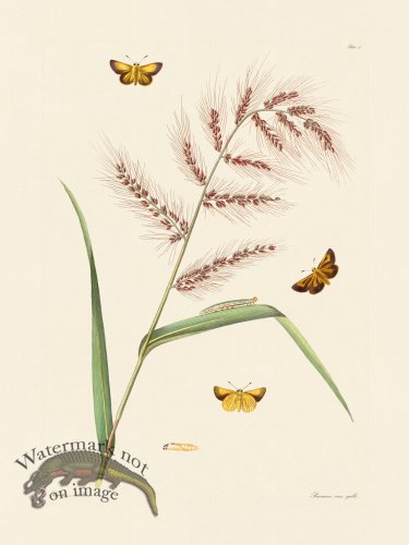 (image for) Abbot Butterfly 017