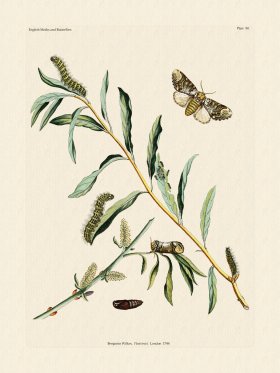 Wilkes Butterflies 080