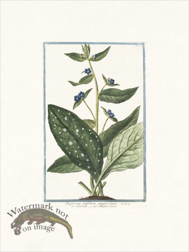 (image for) Bonelli 123 Alkanet