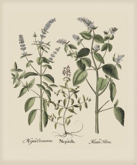 Besler 229 Colored B2