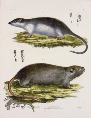 (image for) Goldfuss Coypu and Rakali