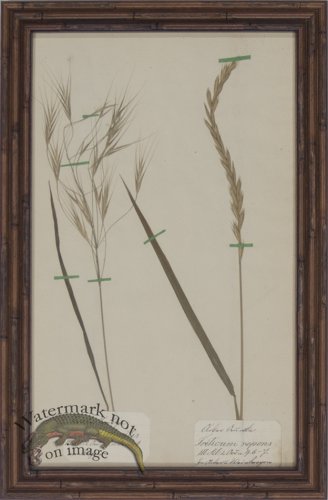 (image for) Herbarium BbF 09