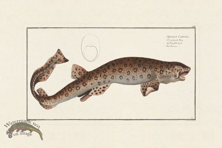 (image for) BLOCH FISH 112