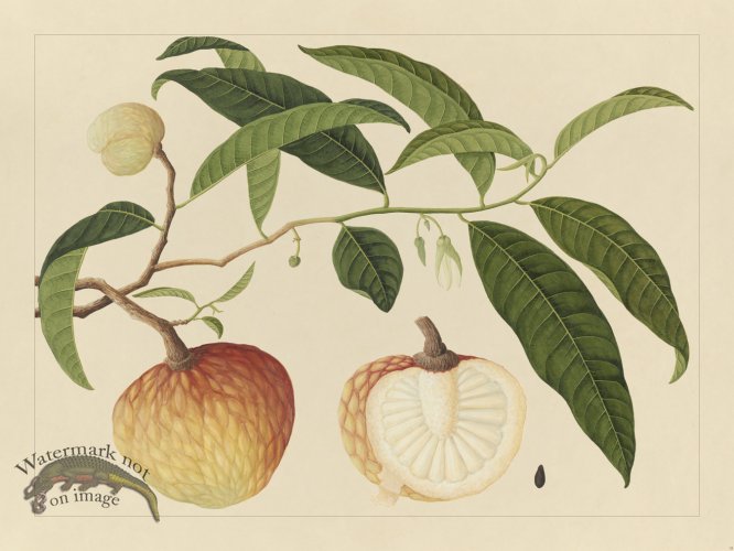 Andalas Botanicals 19