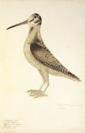 (image for) 206 Swedish Birds . Scolopax Rusticola, Eurasian Woodcock