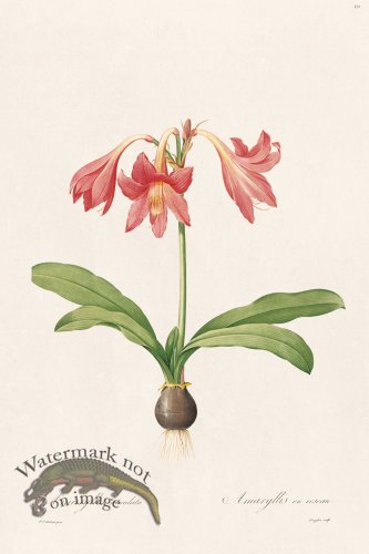 (image for) Les Liliacees Redoute 424