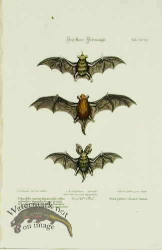 (image for) SSM 04 Trois petites Chauve-Souris (Three Small Bats)