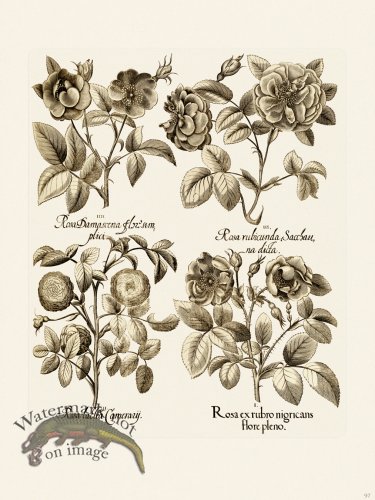 (image for) Besler 097 B1