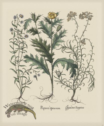 (image for) Besler 288 Colored B2