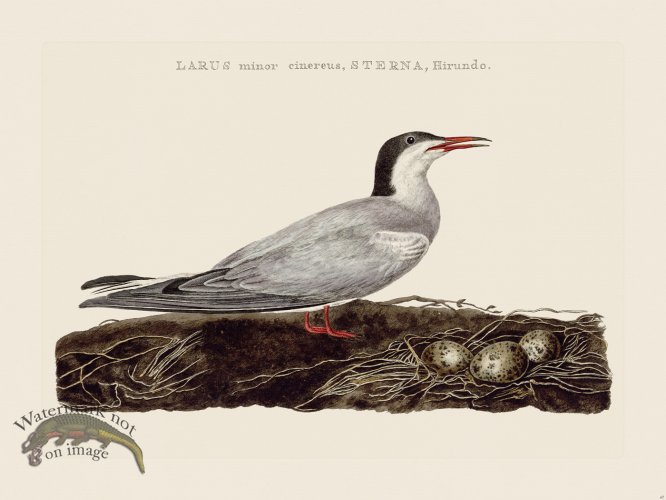 (image for) Nozeman Bird 067