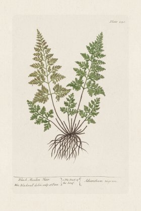 BEE 220 Black Maiden Hair