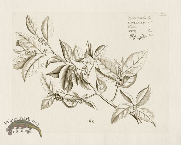 (image for) HORTUS VOl 03 56