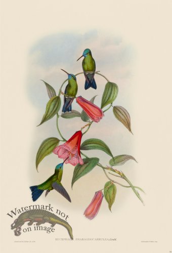 (image for) Gould Hummingbird 331