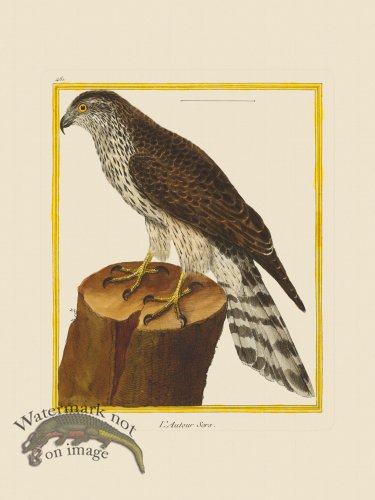 (image for) Martinet Bird 461