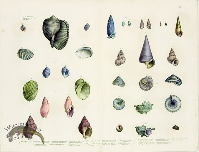 Goldfuss Shells pl 433