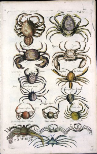 (image for) 1660_Sea_life_34