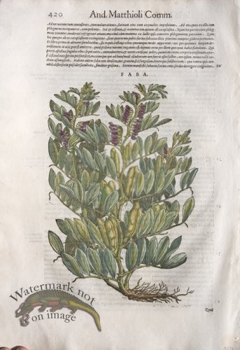 (image for) WB Botanicals 59