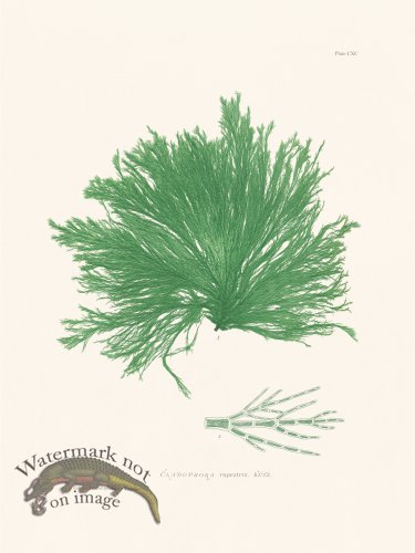 (image for) Bradbury Seaweed 190