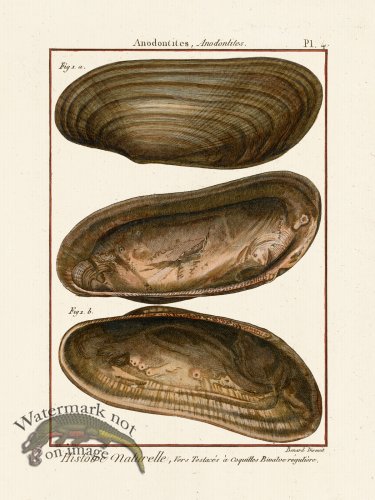 (image for) Diderot Shell 04