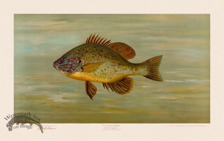 (image for) Common Sunfish