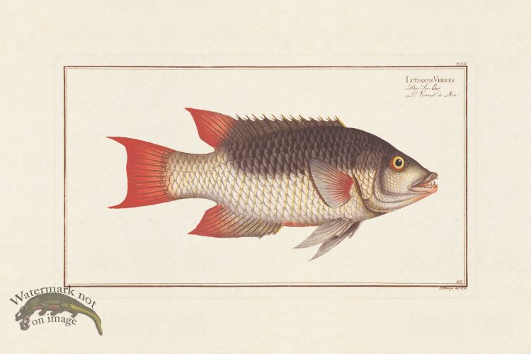 (image for) BLOCH FISH 255