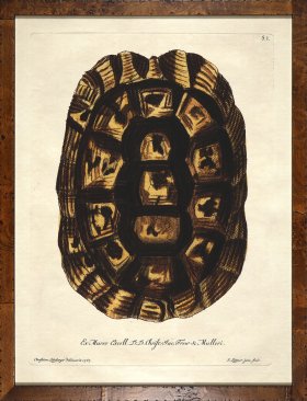 Turtle Shell Burl 03