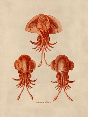 Octopus Orange 44