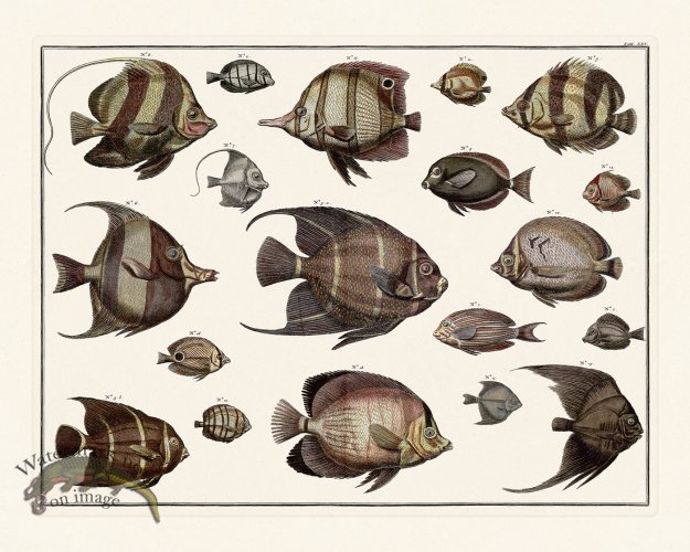 (image for) Seba B2 025 Fish